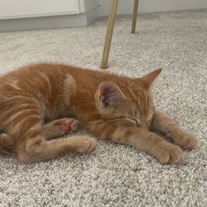 Meet your Posher, Alcee